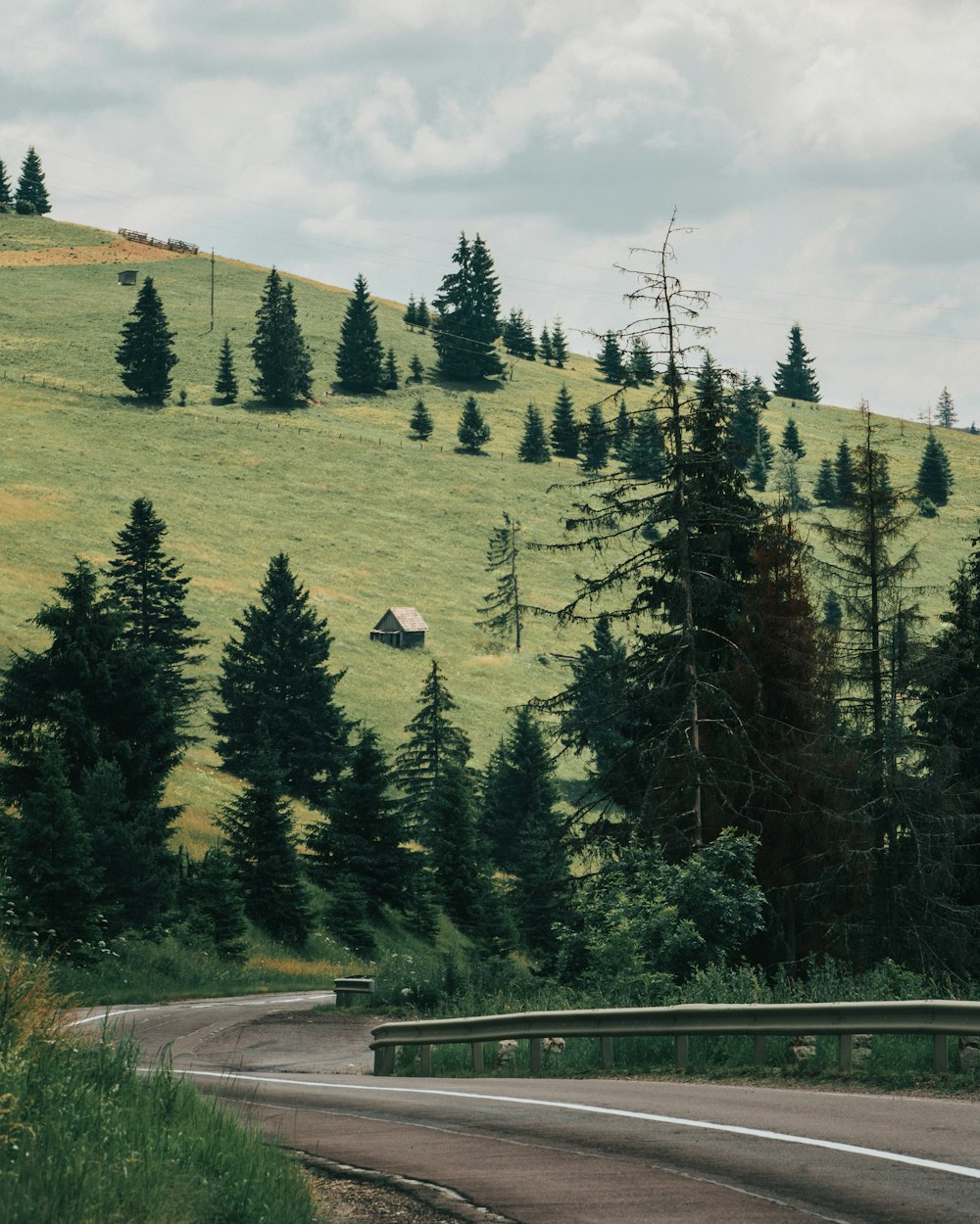 green pine trees near road during daytime