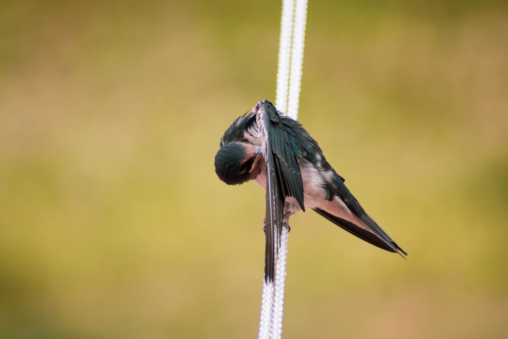 black and green bird on white metal rod during daytime