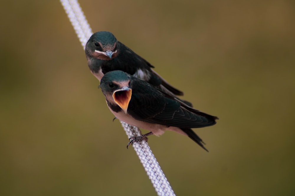 black and brown bird on white rope