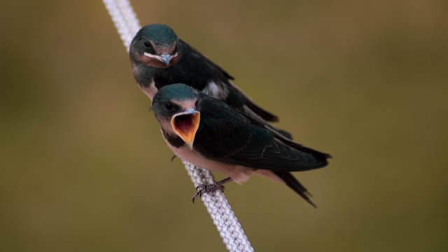 Swallow