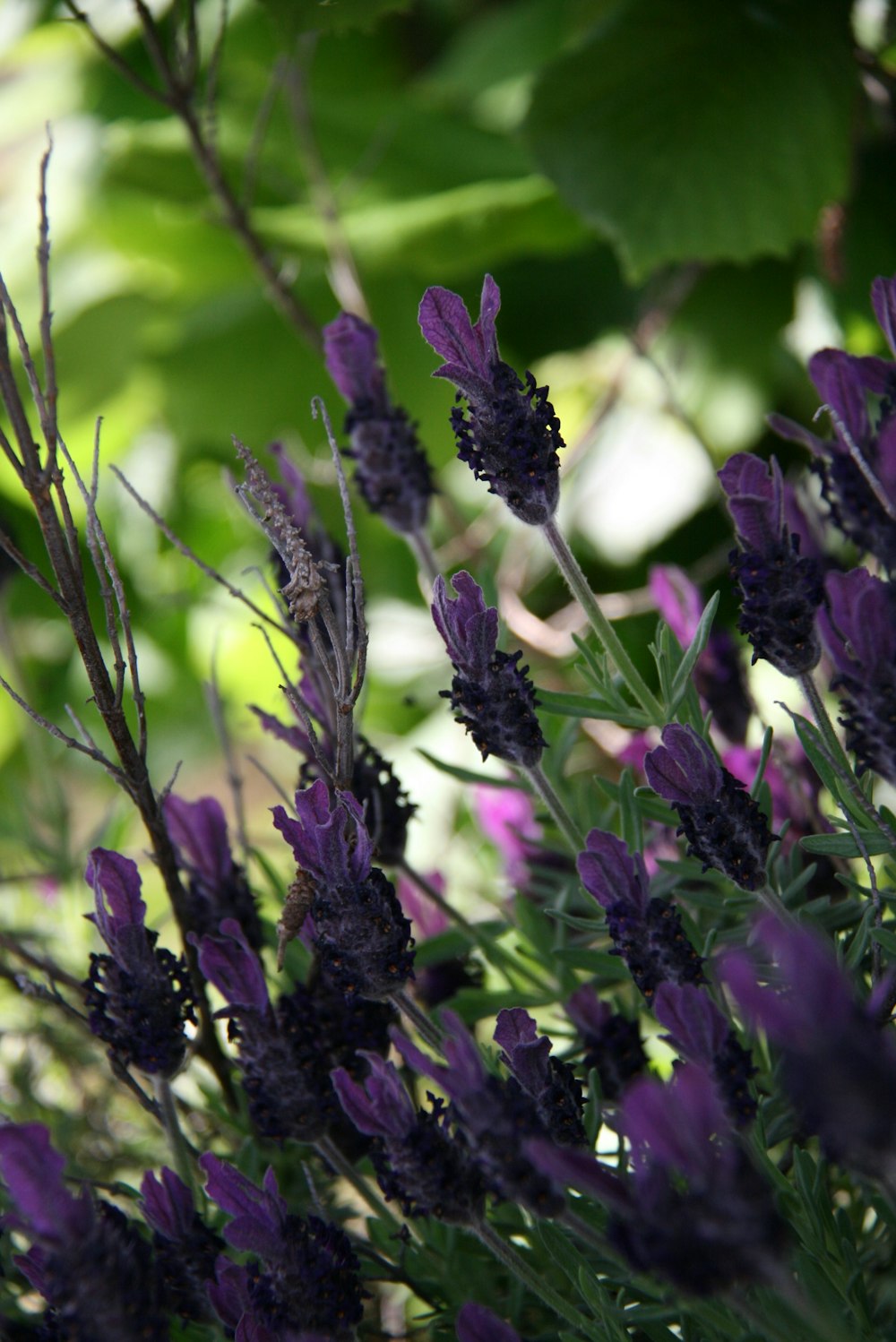 purple flowers in tilt shift lens