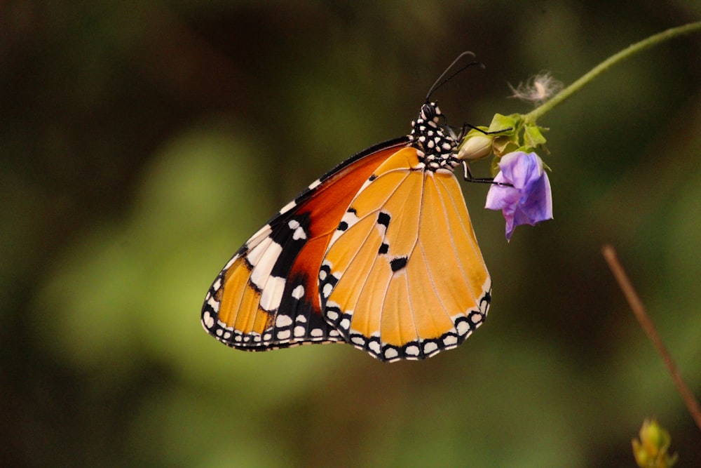 farfalla monarca appollaiata su fiore viola in primo piano fotografia durante il giorno