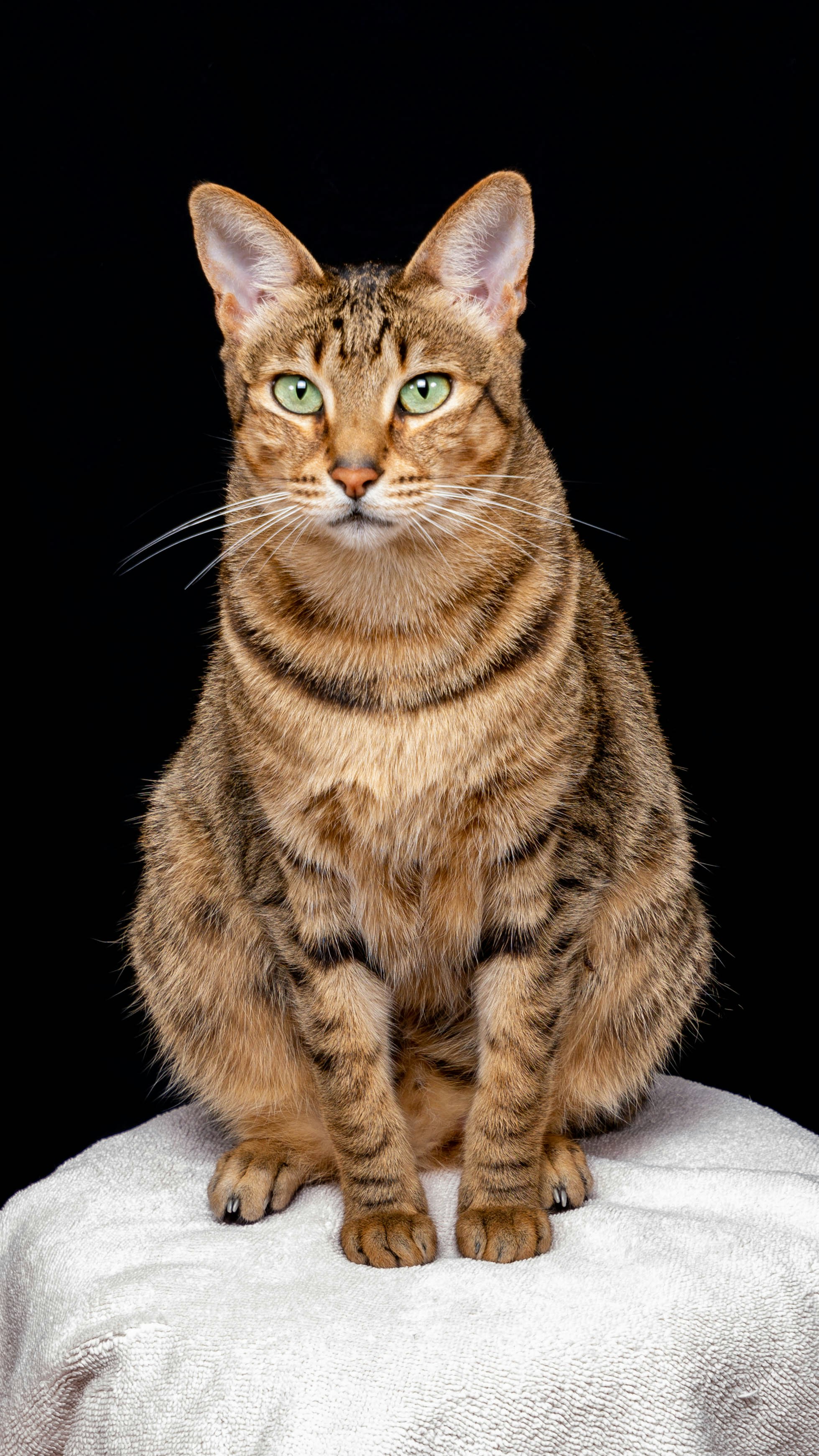 A Wild Heritage Unlike Any Other (image credits: unsplash)