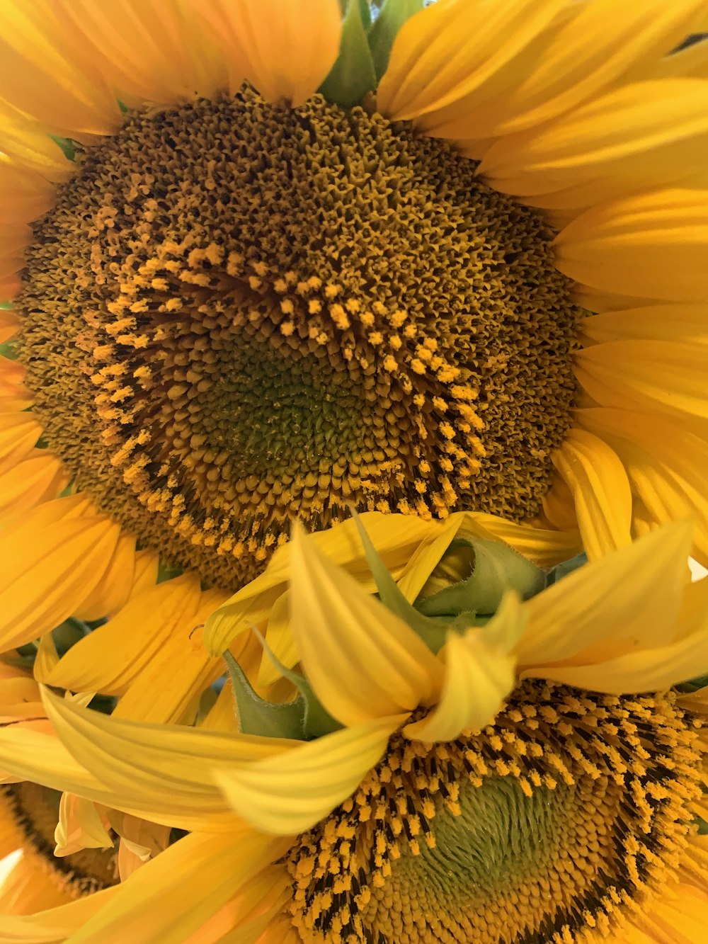 yellow sunflower in close up photography