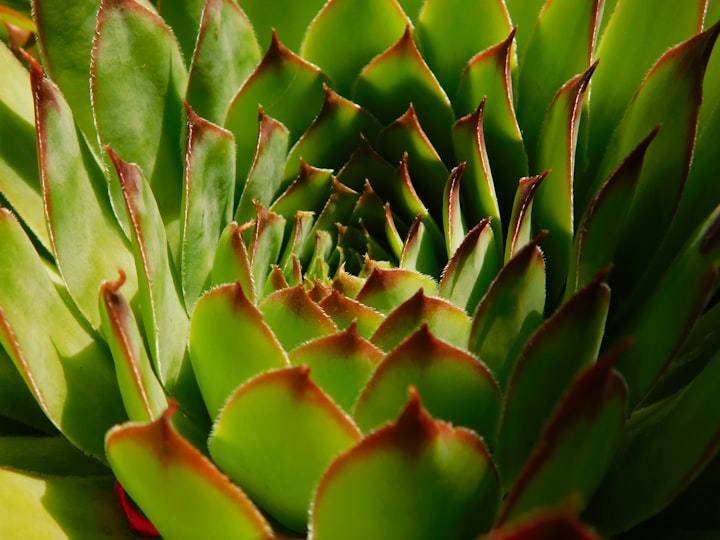 Aloe Argenticauda