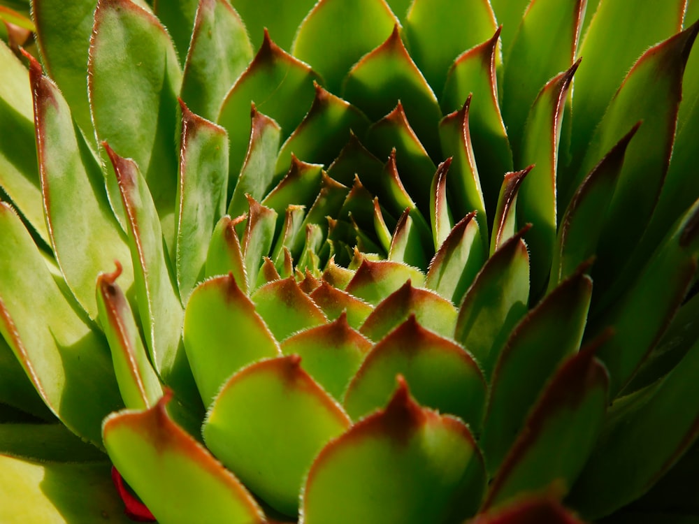 green and yellow plant leaves