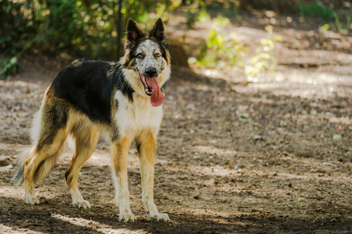 Parkta oynayan köpek