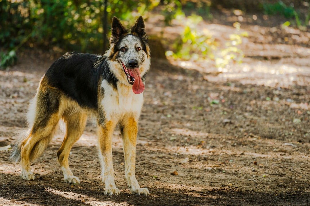 black and white border collie running on dirt road during daytime