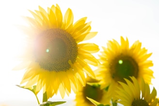 Bright, sunlit sunflowers with large yellow petals and green stems are basking in natural light. The focus is on a prominent sunflower to the left, with a soft lens flare giving a warm, radiant effect.