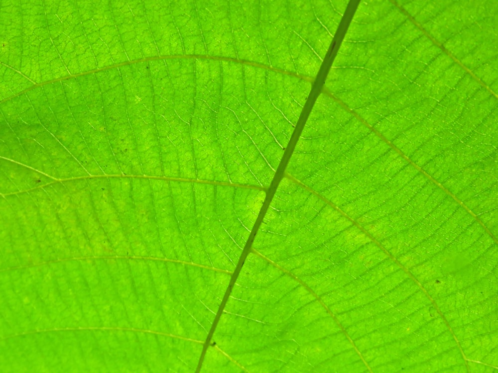 green leaf in close up photography