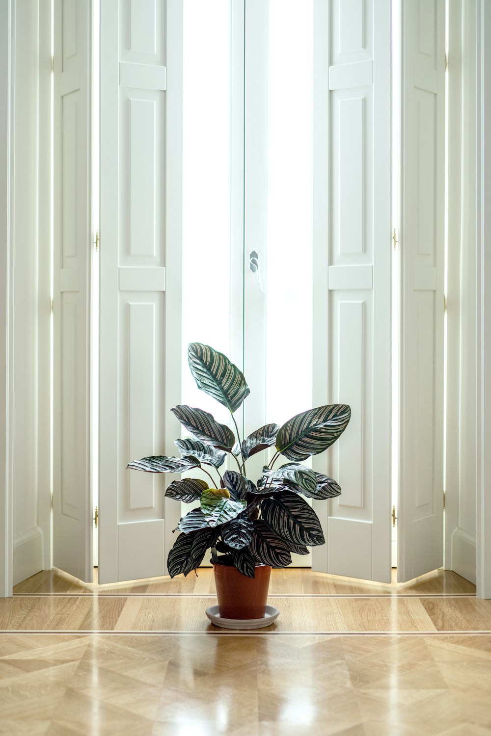 green plant in brown pot