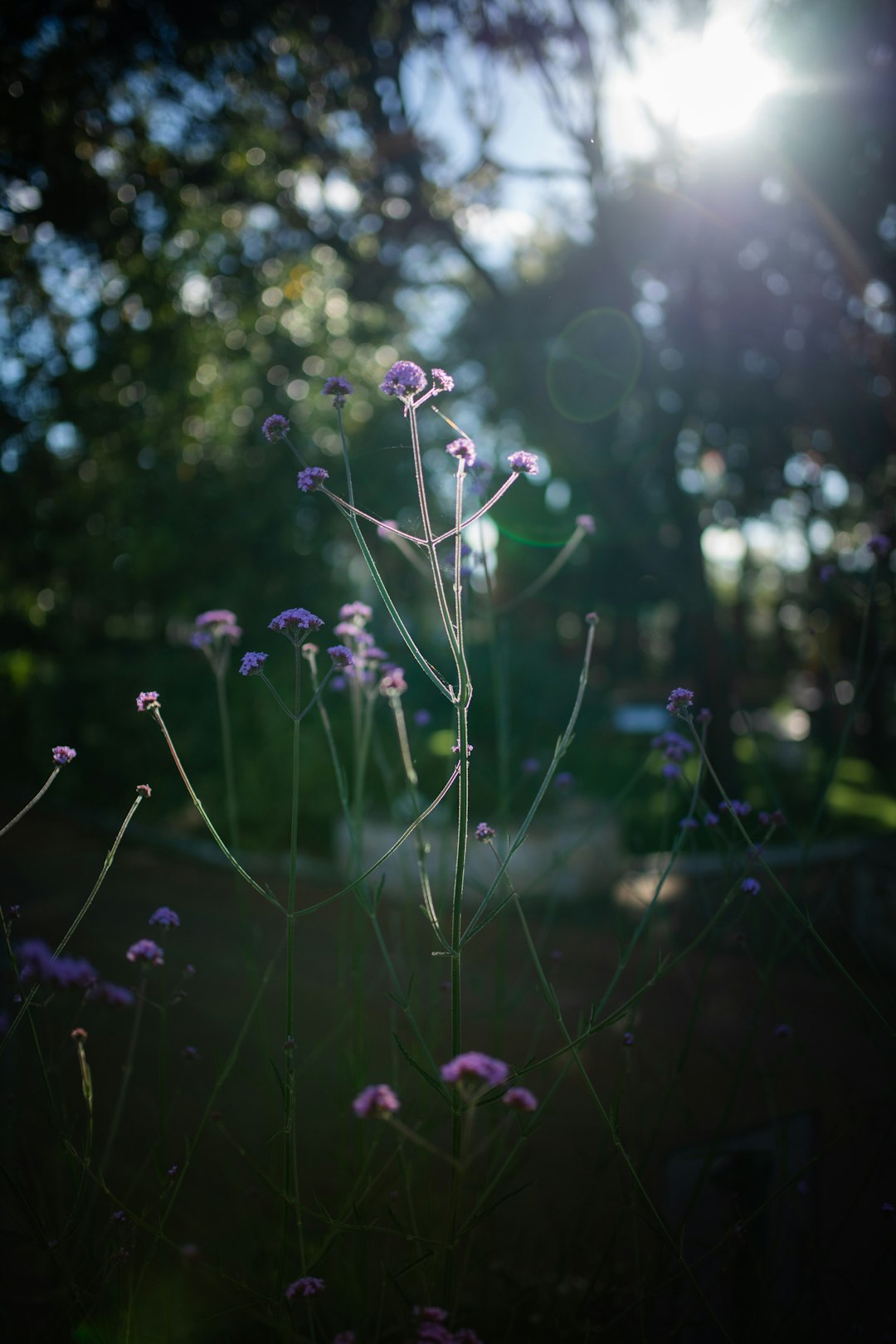 purple flower with green leaves