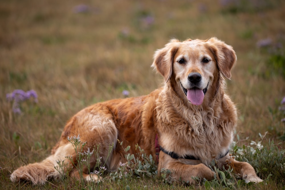 Cucciolo di Golden Retriever sul campo di erba verde durante il giorno