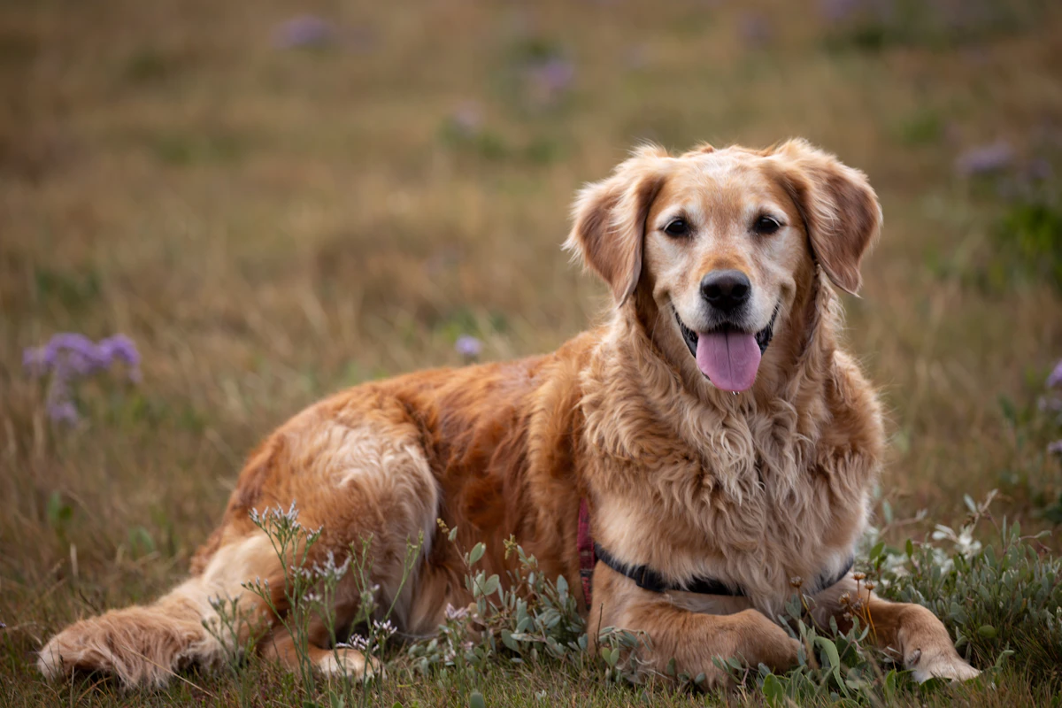 Hazel, the bitch we kept from this litter, lying in the summer meadow