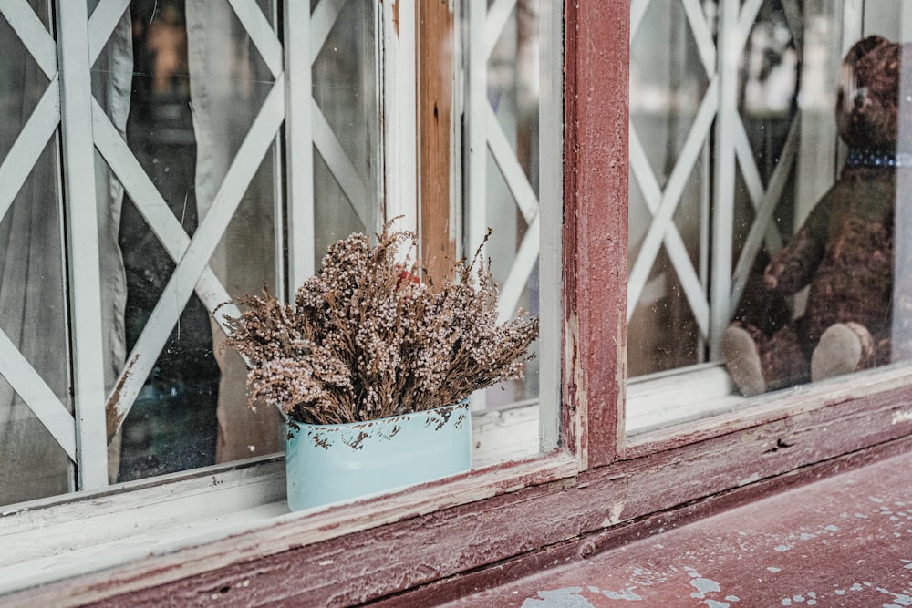 窓の横の青い鉢に茶色の植物