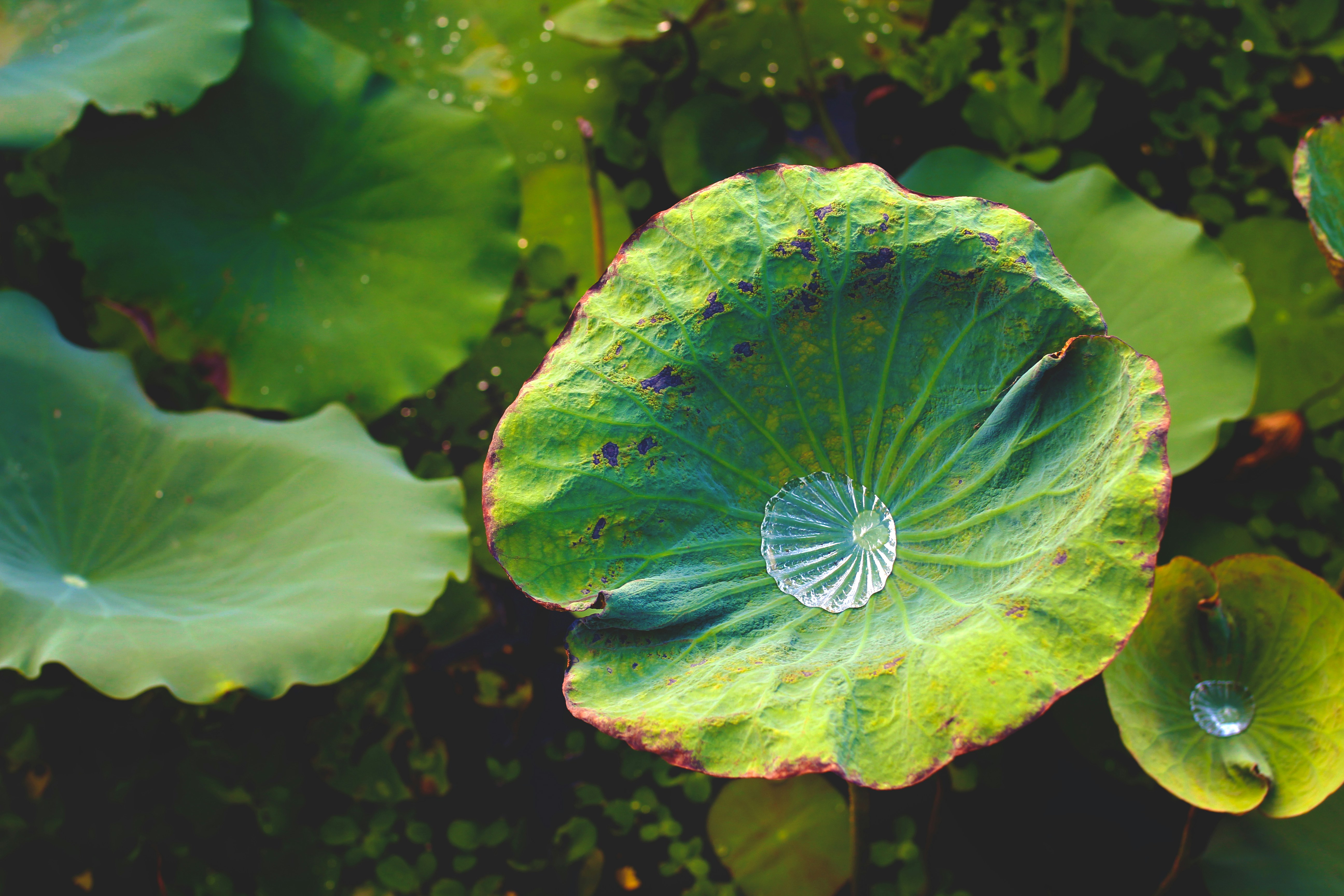 Lotus Leaf Pictures Download Free Images & Stock Photos on Unsplash