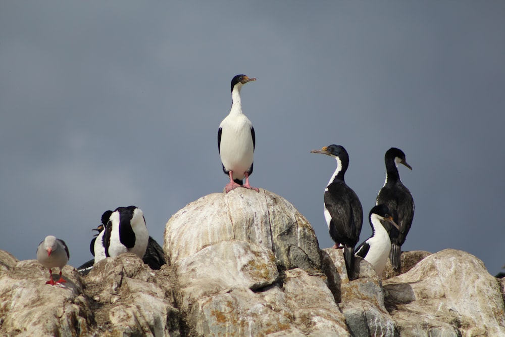 white and black birds on gray rock