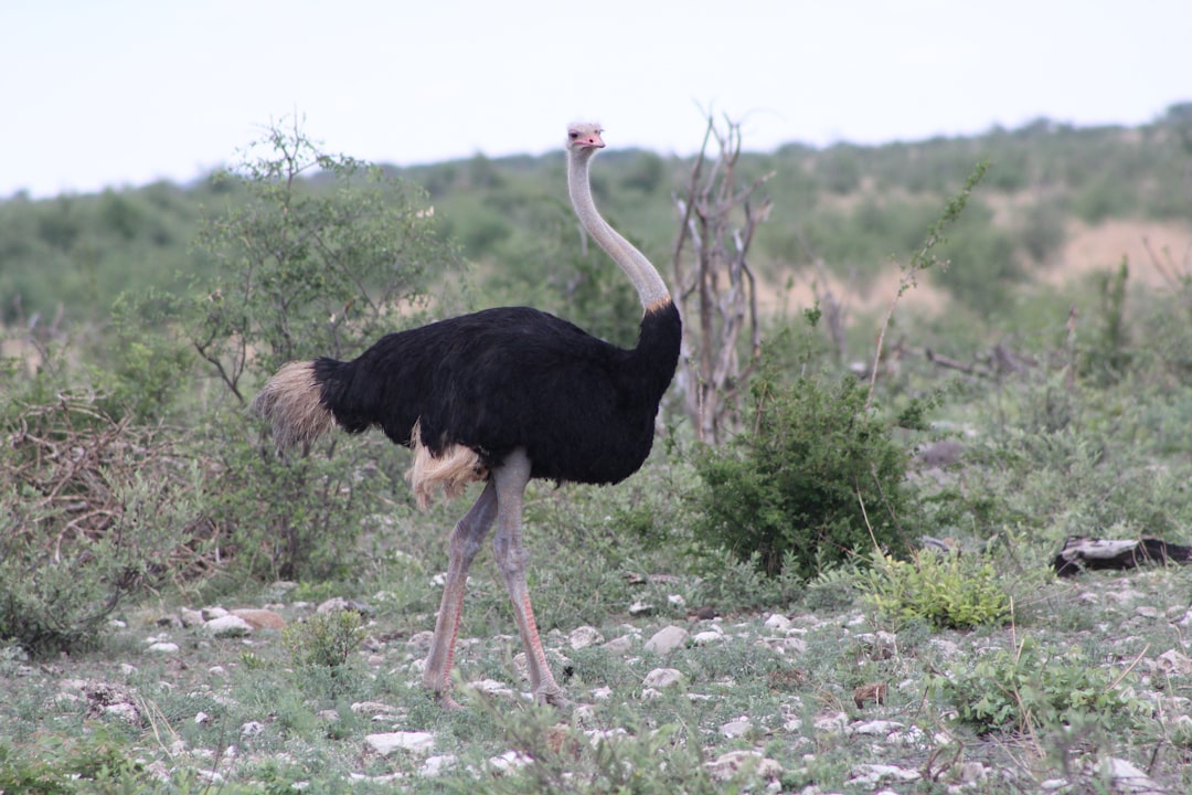  black and white ostrich on green grass field during daytime ostrich