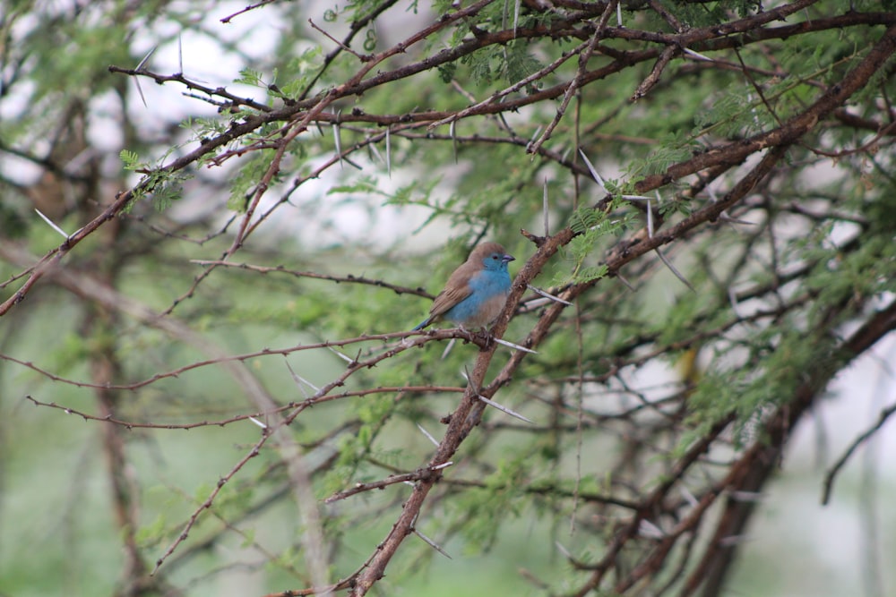 blue bird on brown tree branch during daytime