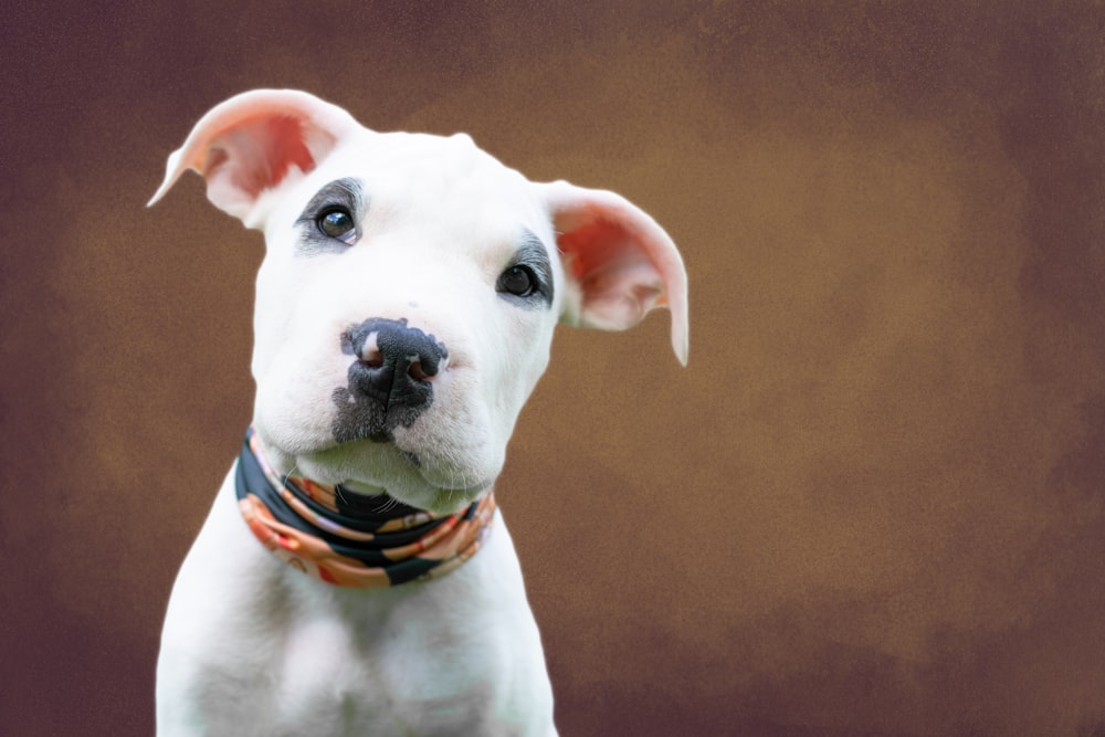 white and brown short coated dog