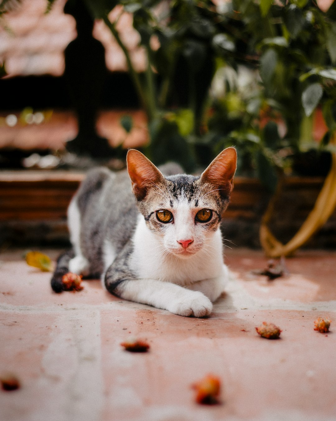 white and gray cat on brown concrete floor