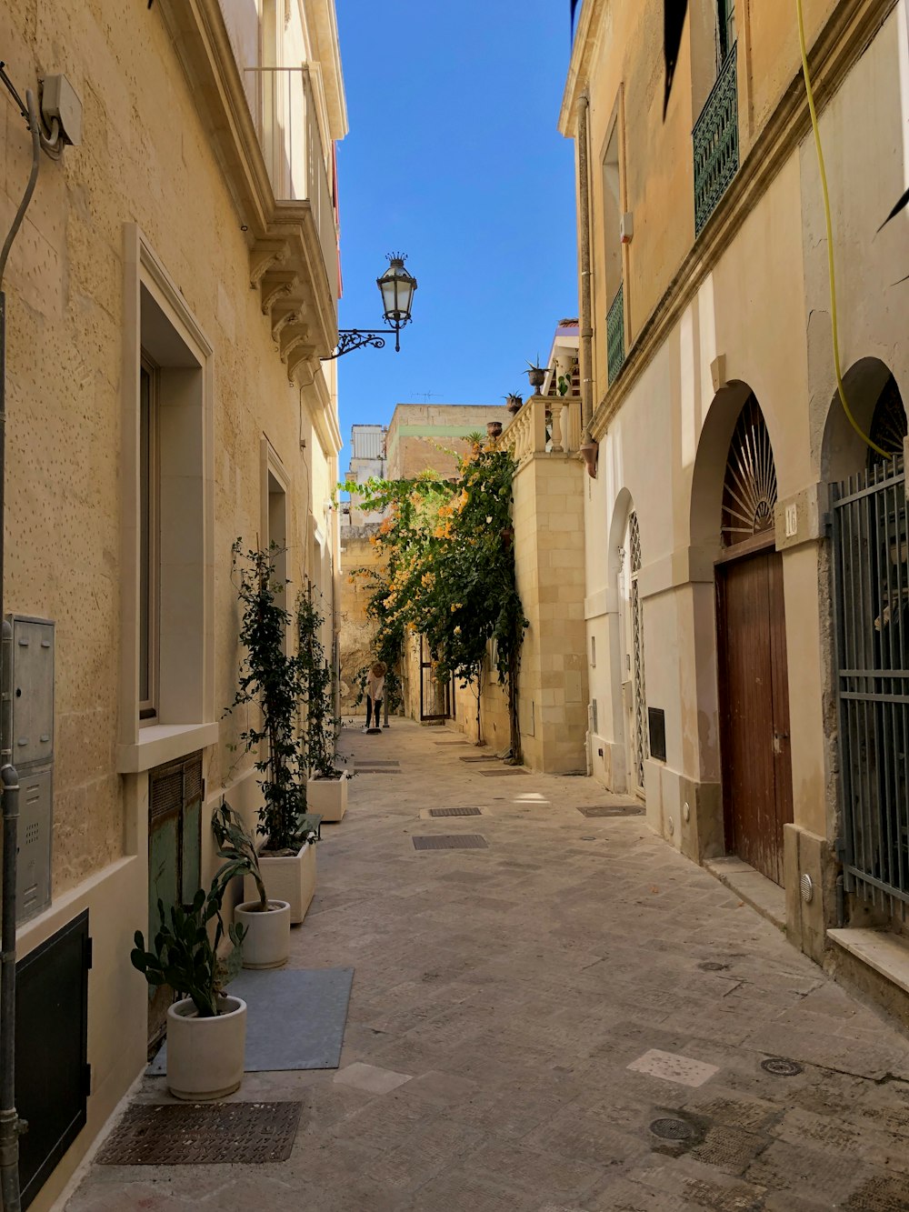 piante verdi su pavimento di cemento grigio