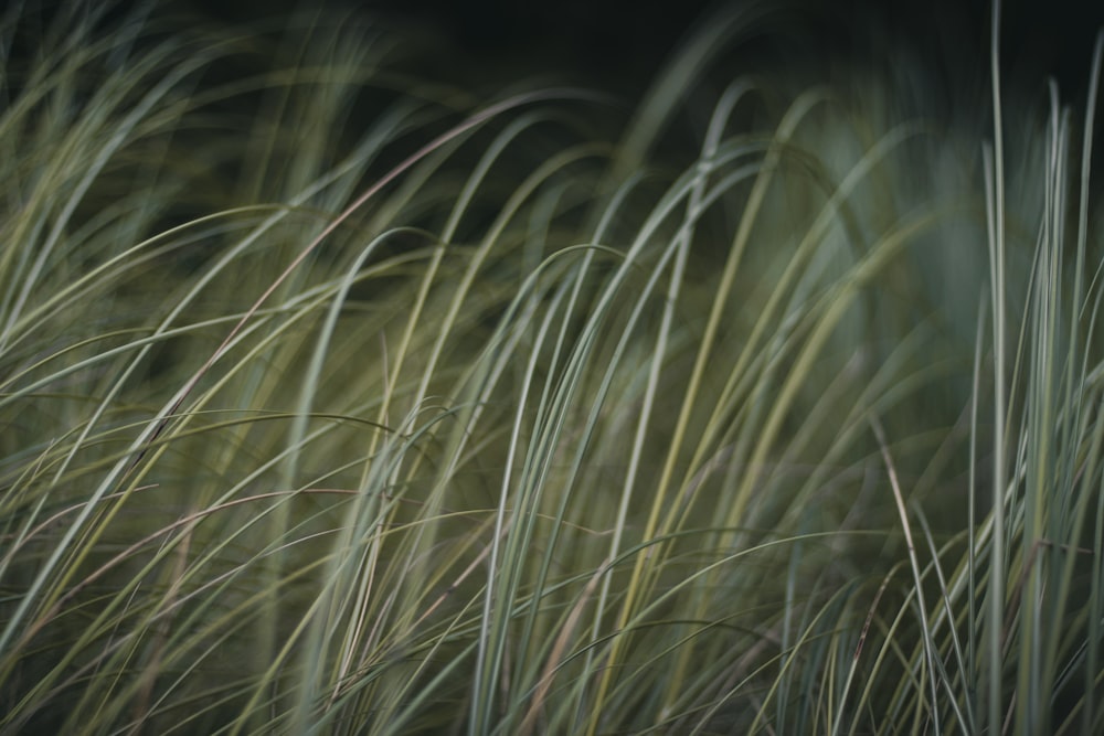 green grass in close up photography