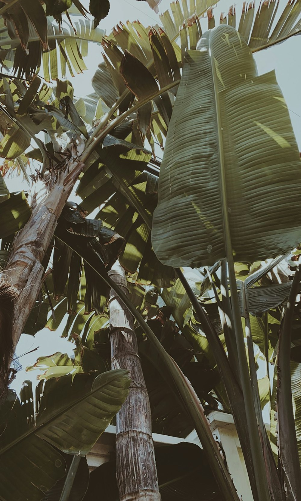 green banana tree during daytime