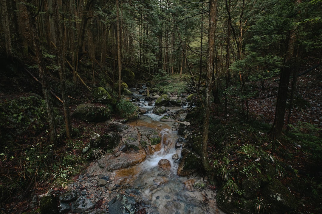 Forest photo spot Kiso Valley Japan