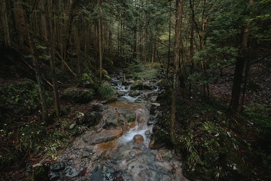 river in the middle of forest in Kiso Valley Japan