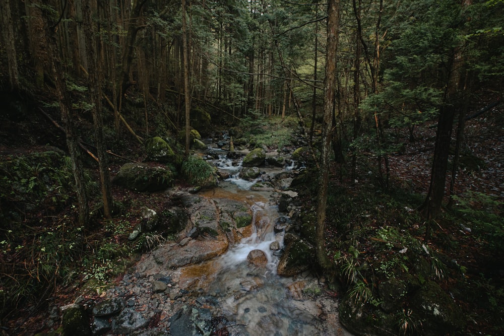 river in the middle of forest