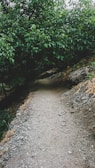 A narrow dirt path winds through a dense, leafy forest, surrounded by lush green trees and rocky terrain on either side. The environment appears serene and untouched by human intervention.