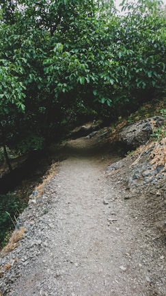A narrow dirt path winds through a dense, leafy forest, surrounded by lush green trees and rocky terrain on either side. The environment appears serene and untouched by human intervention.