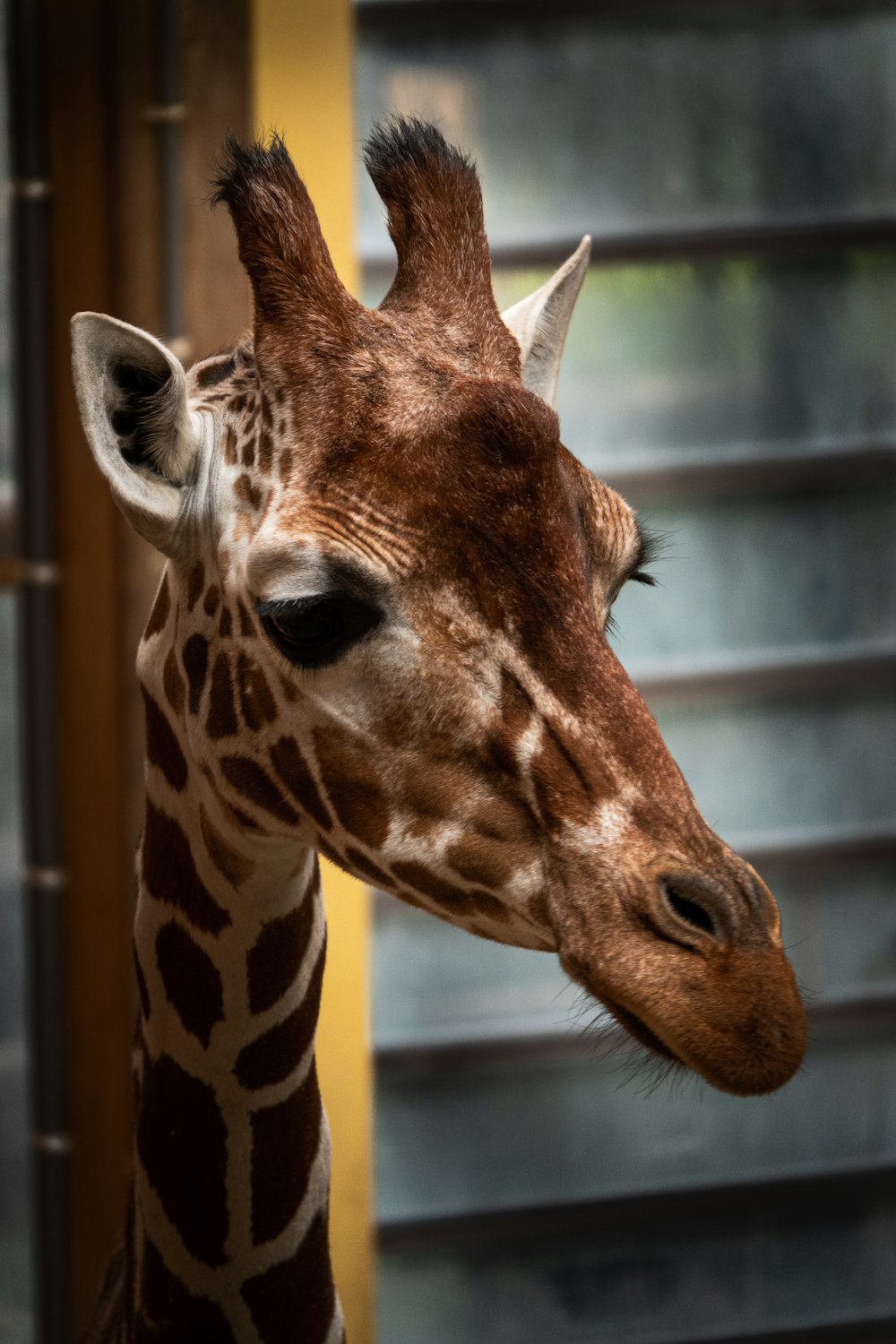 giraffe in cage during daytime