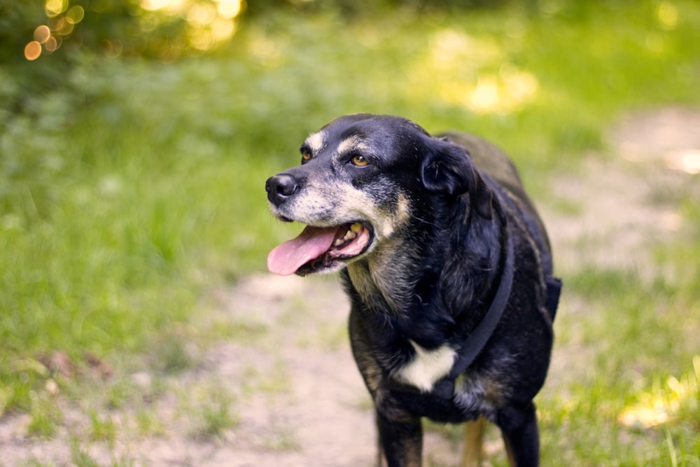 black and white short coated dog on green grass field during daytime