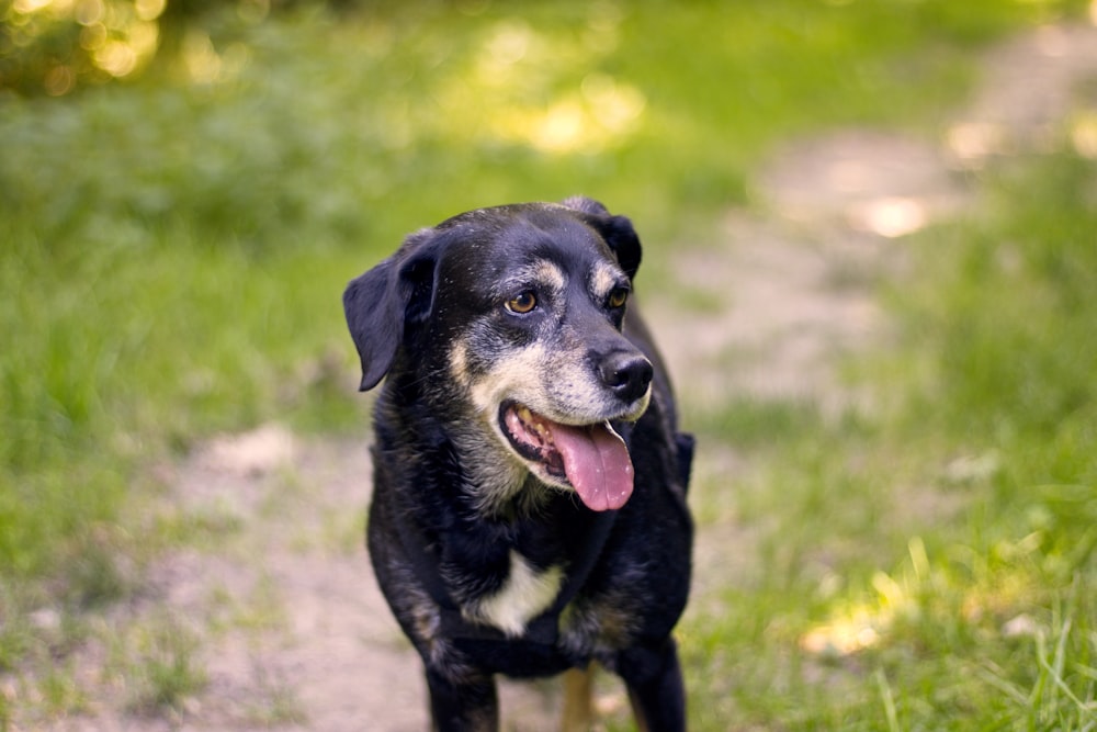 black and white short coated dog on green grass field during daytime