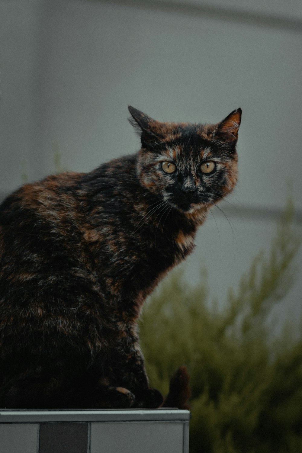 black and brown cat on green grass