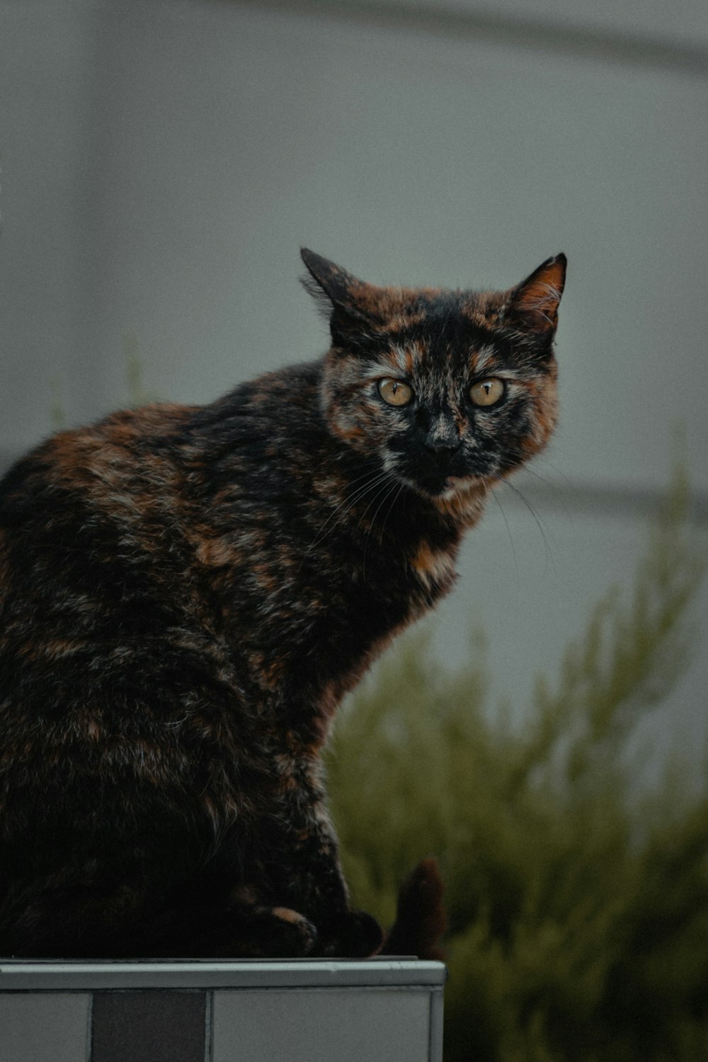 gatto nero e marrone su erba verde