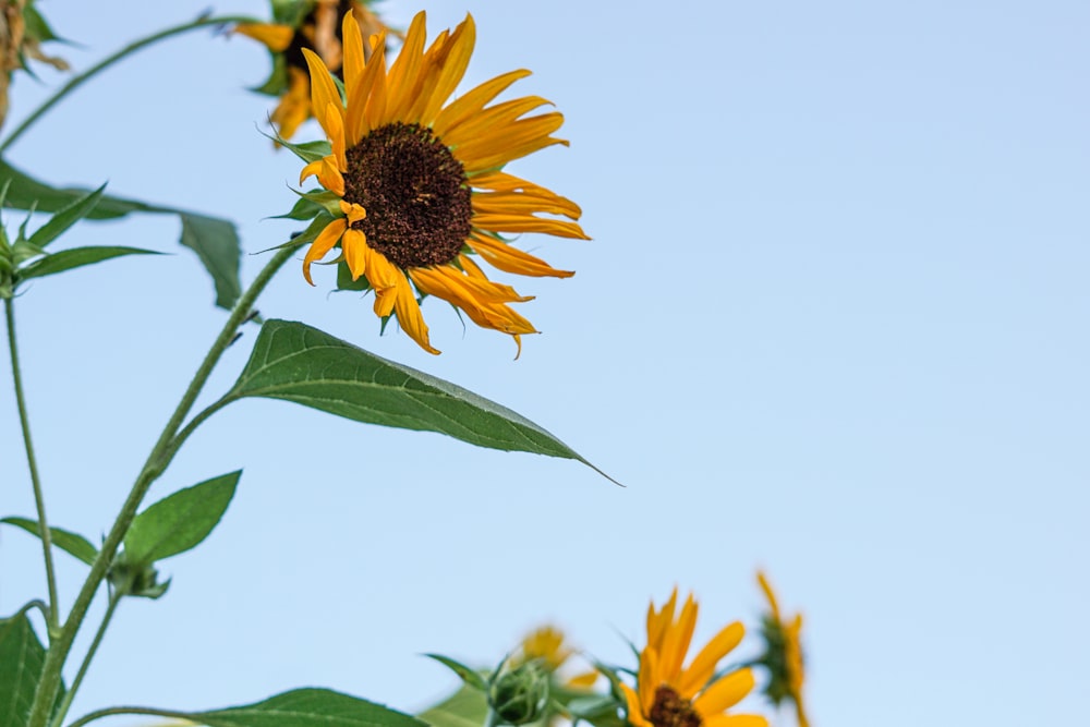 yellow sunflower in bloom during daytime