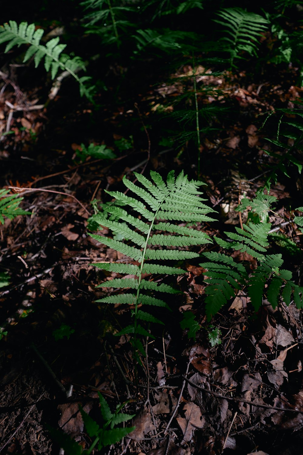 green fern plant on ground