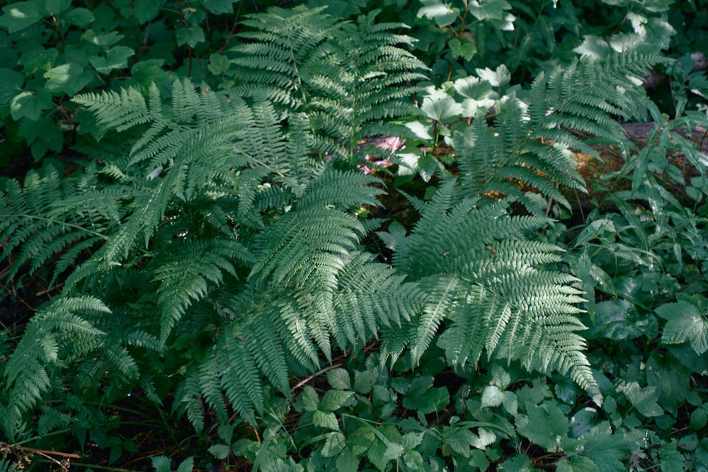 green leaves plant during daytime