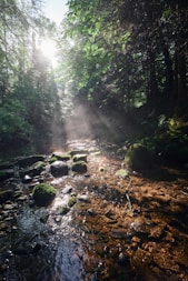 river in the middle of the forest