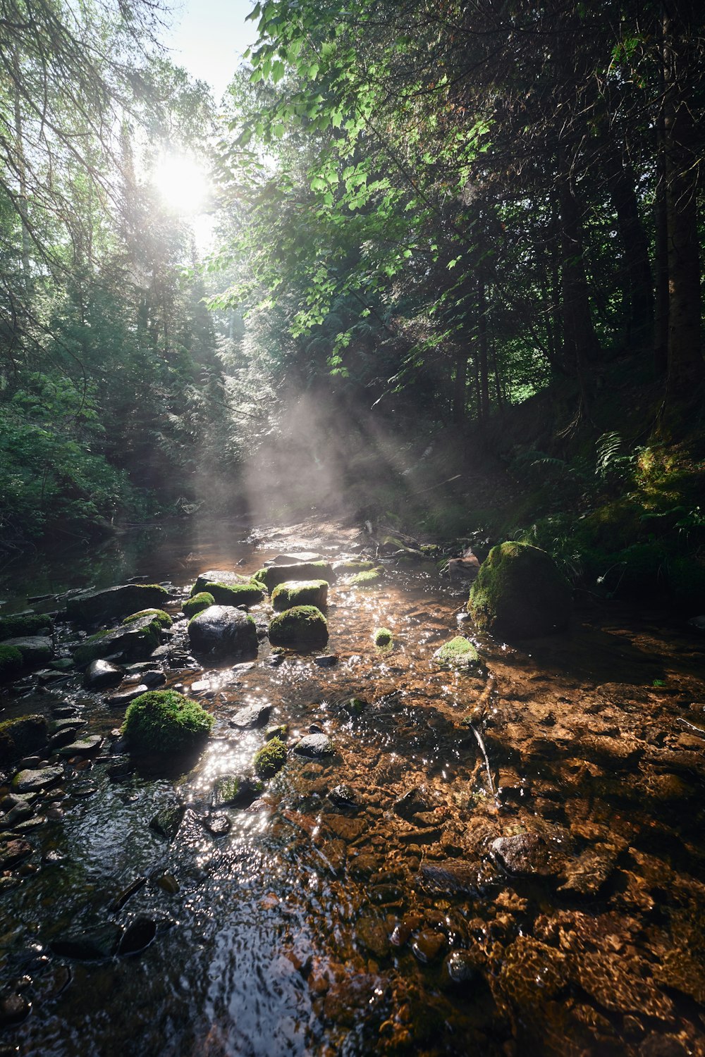 river in the middle of the forest