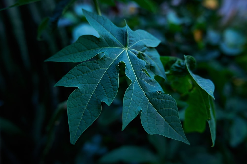 foglia verde in primo piano fotografia