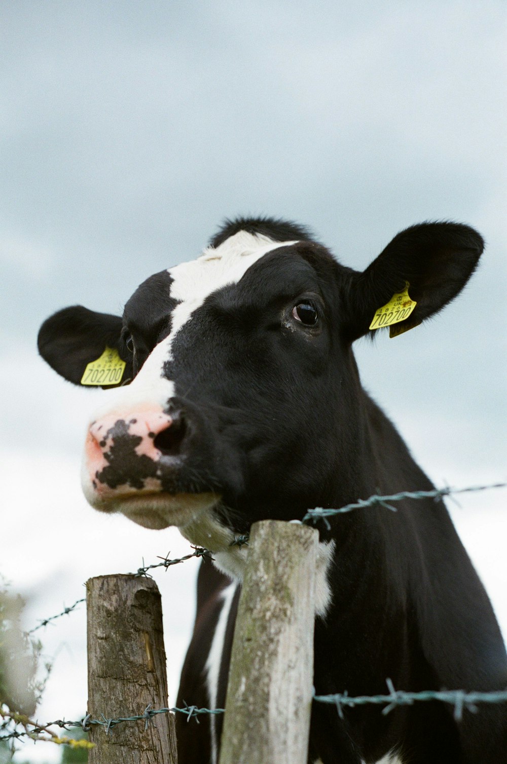 black and white cow on brown wooden fence during daytime