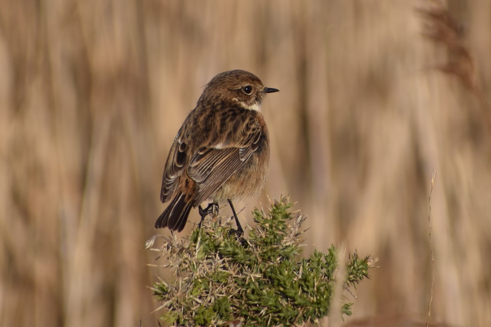 brown bird perched on green plant