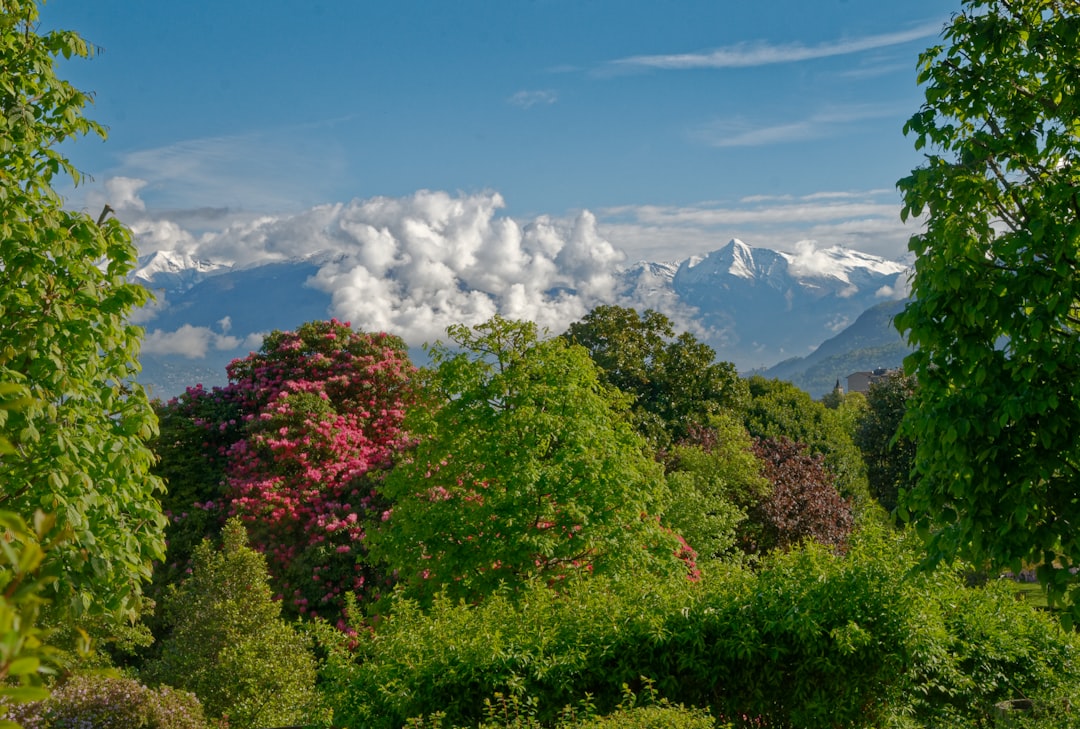 Tropical and subtropical coniferous forests photo spot Cannobio Lake Como