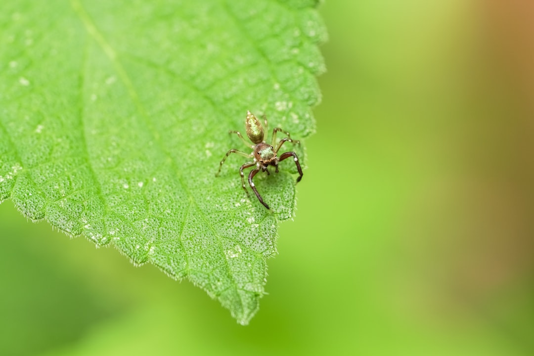 brown spider on green leaf