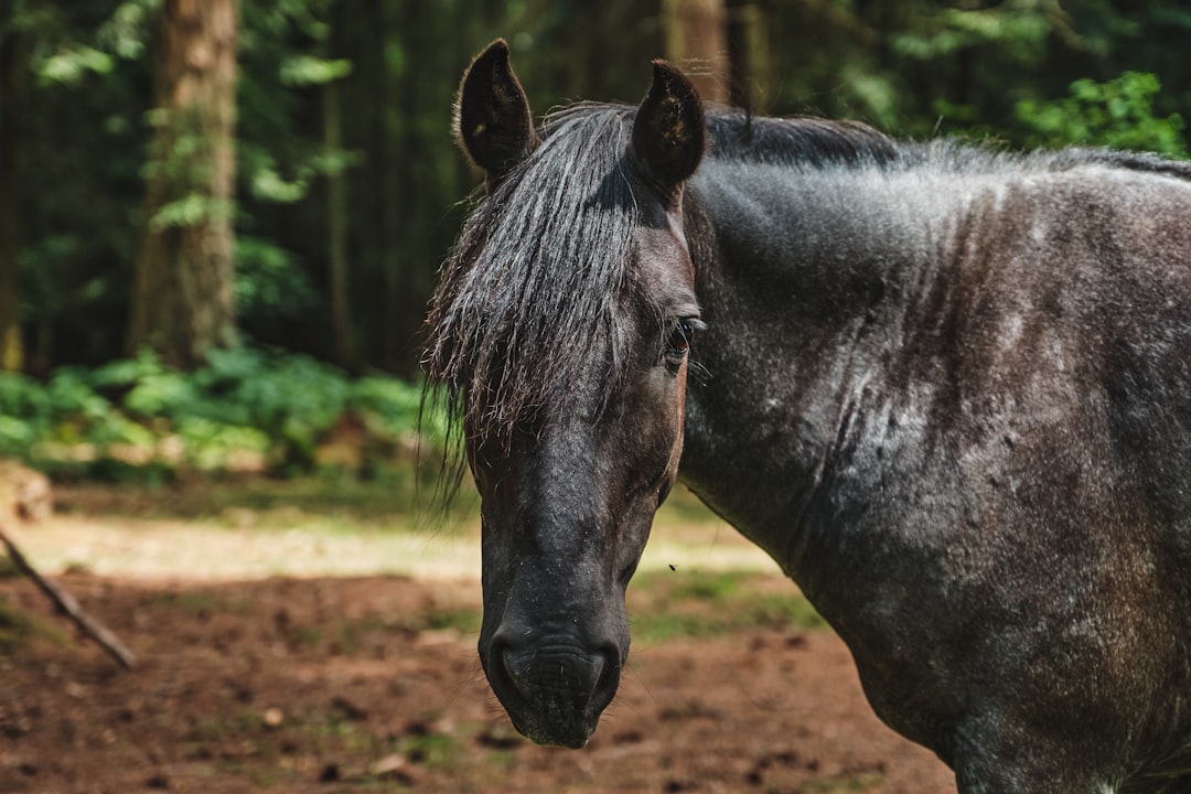 black horse standing on brown soil during daytime