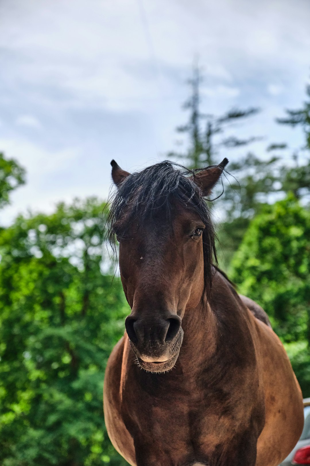 brown horse near green trees during daytime